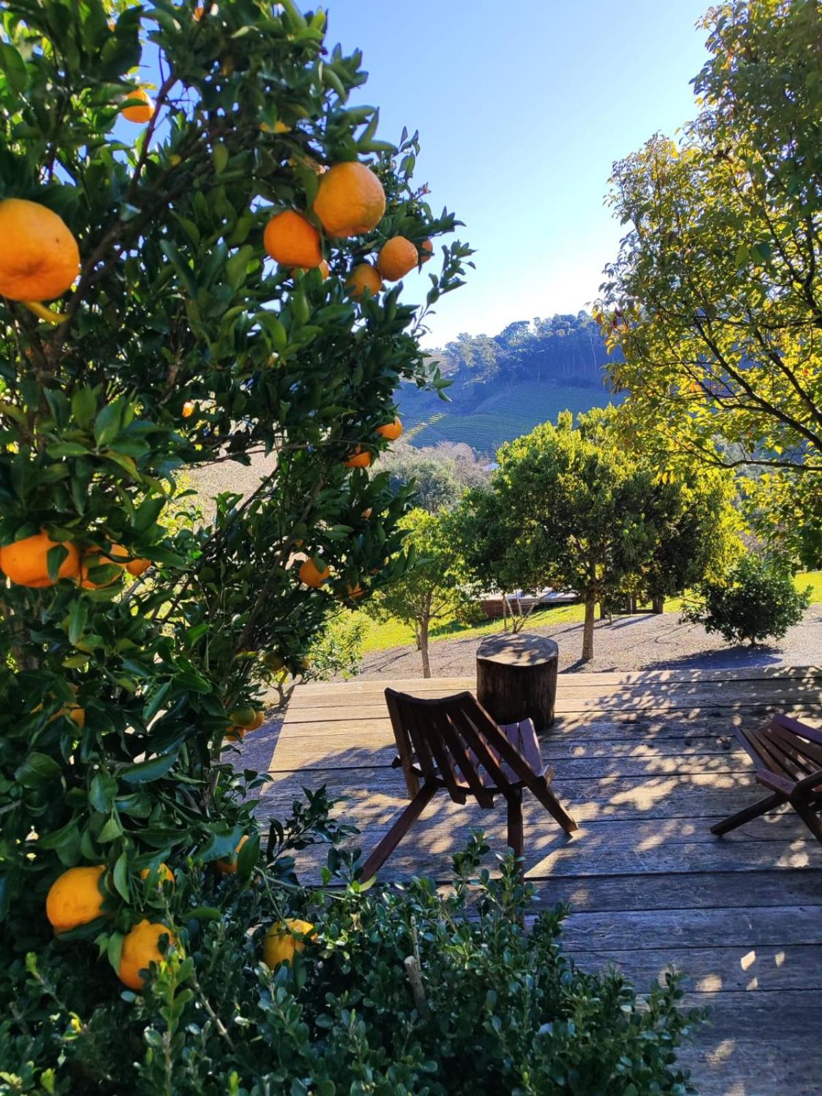 Casa Na Arvore Com Hidro, Piscina, Trilha, Cavalo Bento Gonçalves Eksteriør bilde